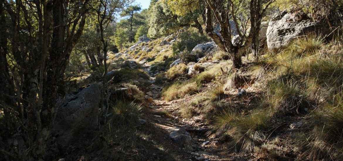 sendero entre árboles