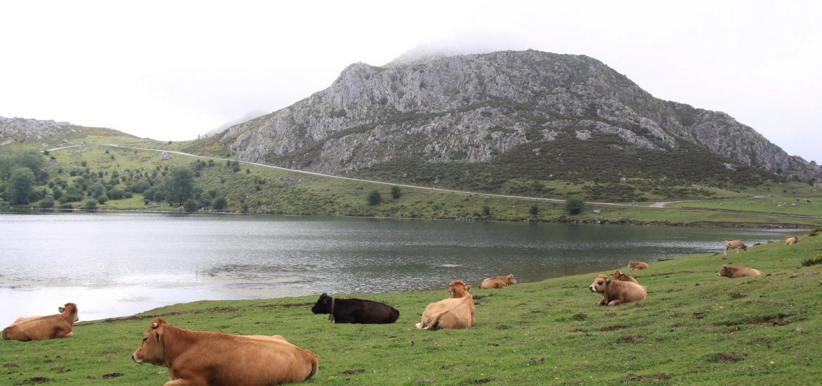 vacas descansando en lagos de covadonga