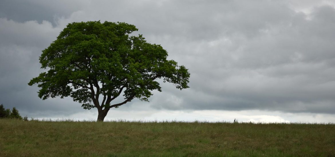 árbol solitario