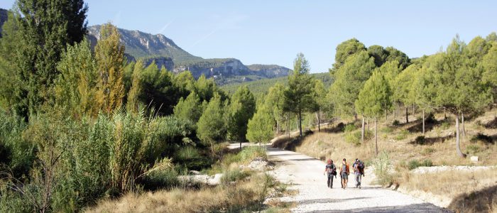 Senderistas por pista forestal y sierra al fondo