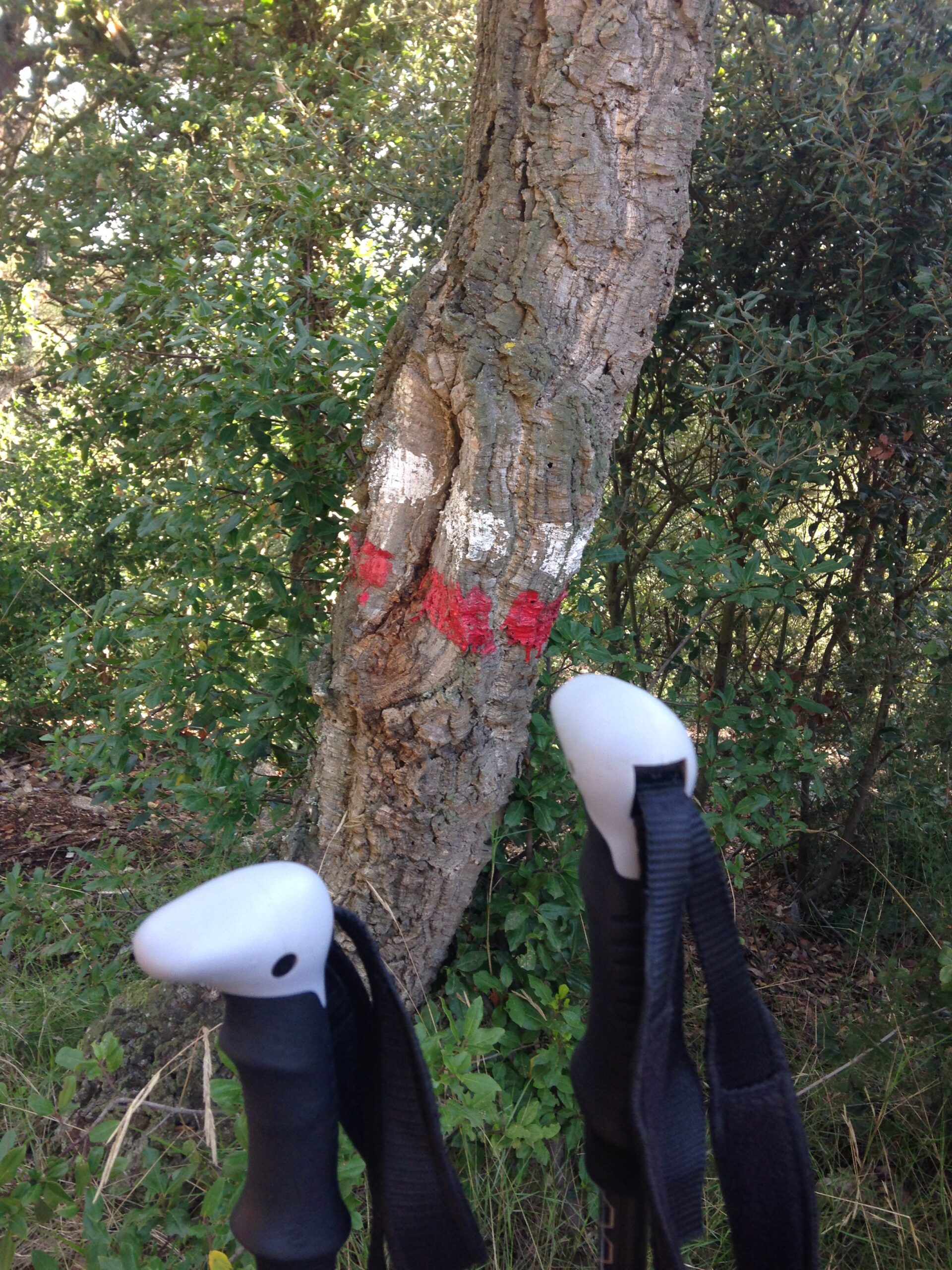 Marca Gr en árbol