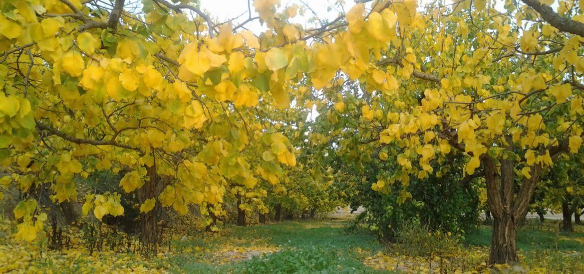 Bosque de hoja caduca