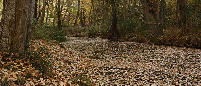 Río Dulce en otoño de Pelegrina