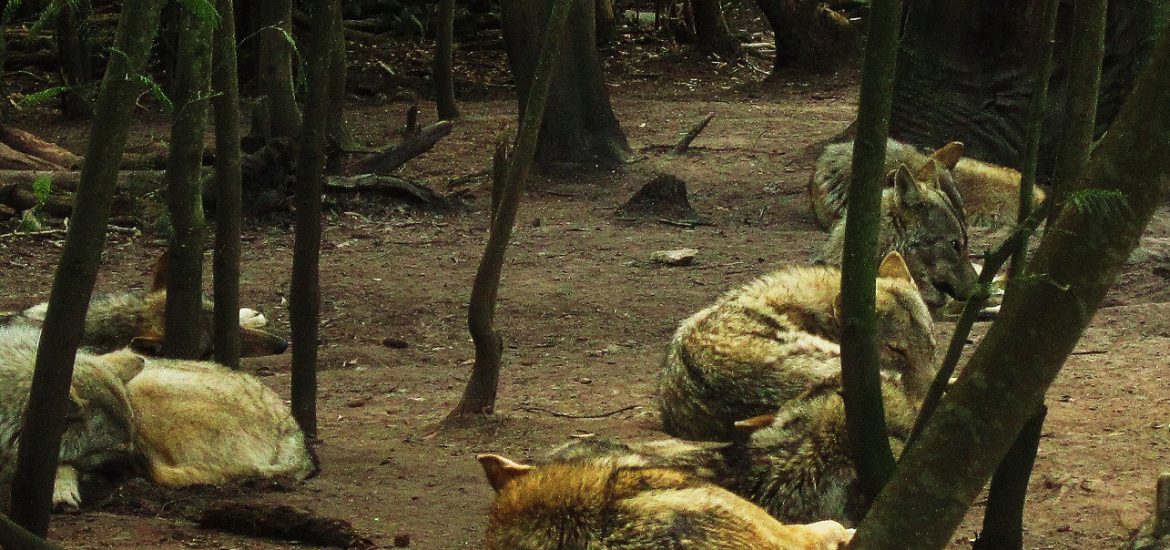 Lobos descansando en un bosque