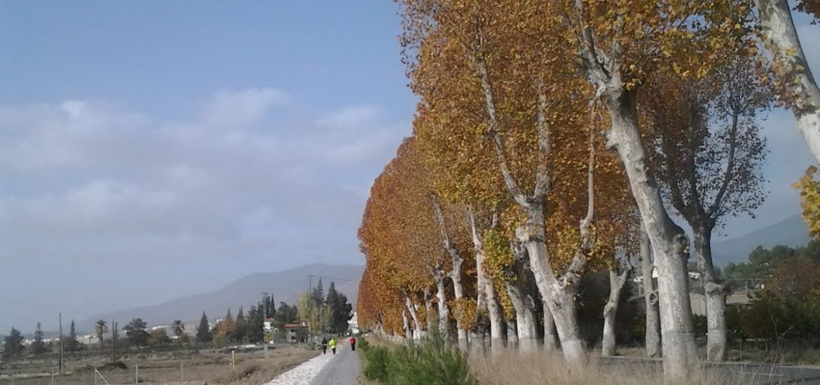 Árboles de hoja caduca junto a camino asfaltado