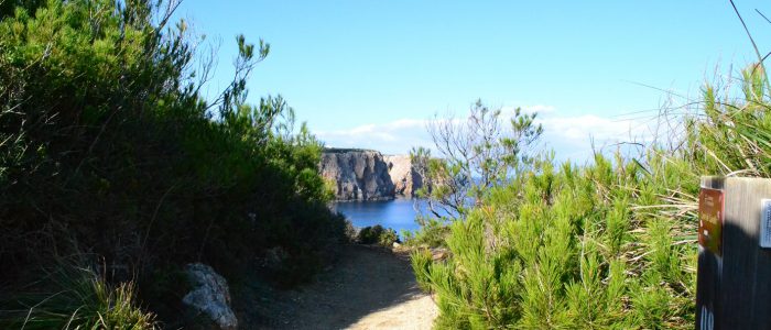 Camino entre pinos y costa al fondo