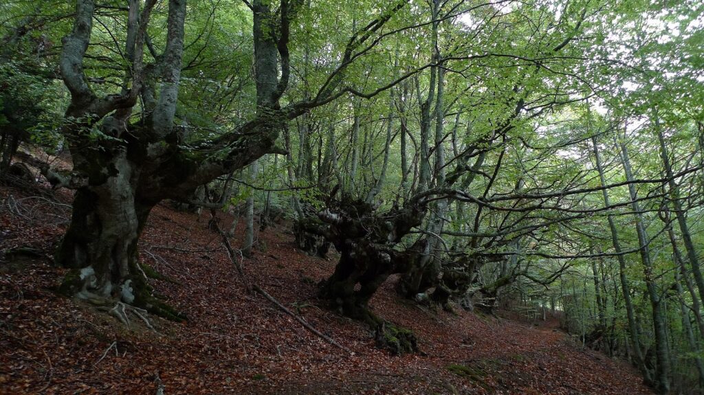 El Bosque de Carlac
